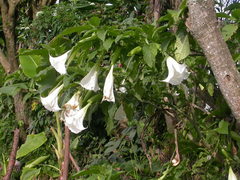 Brugmansia suaveolens