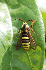 Sesia apiformis