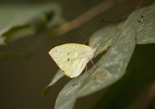 Alba amarilla