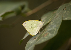 Leptophobia diaguita