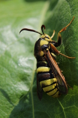 Sesia apiformis