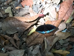 Lexias dirtea merguia