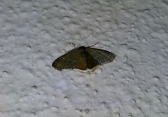 Lophophleps triangularis