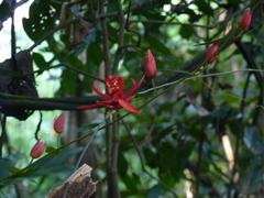 Passiflora miniata