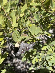 Litocala