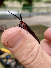 Histia flabellicornis