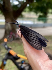 Histia flabellicornis