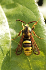 Sesia apiformis
