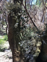 Cystotheca lanestris