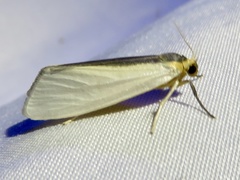 Agylla separata