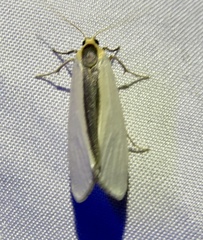 Agylla separata