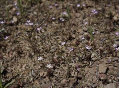 Leptosiphon bolanderi