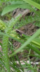 Melanoplus viridipes