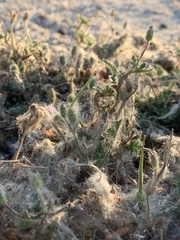 Artemisia spinescens