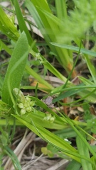 Melanoplus viridipes