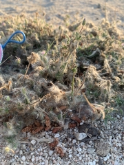 Artemisia spinescens