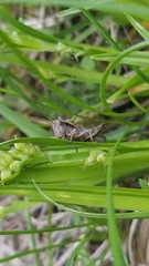 Melanoplus viridipes