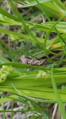 Melanoplus viridipes