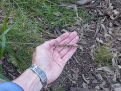 Cenchrus caliculatus