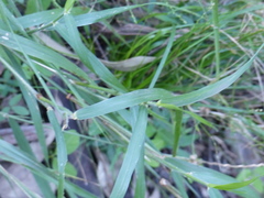 Cenchrus caliculatus