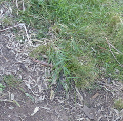 Cenchrus caliculatus