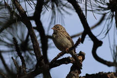 Pooecetes gramineus confinis