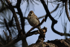 Pooecetes gramineus confinis