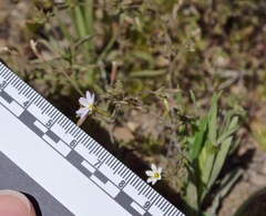 Leptosiphon bolanderi