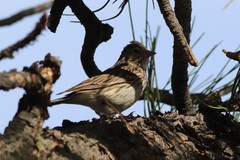 Pooecetes gramineus confinis