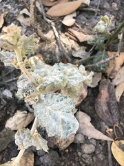 Cystotheca lanestris