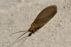 Sisyra terminalis