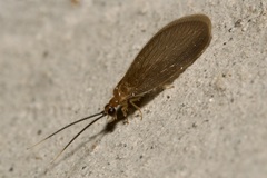Sisyra terminalis