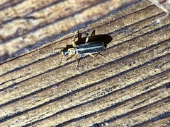 Podabrus brunnicollis