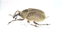 Rhinusa eversmanni