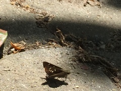 Pelopidas mathias mathias