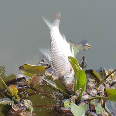 Barbonymus gonionotus