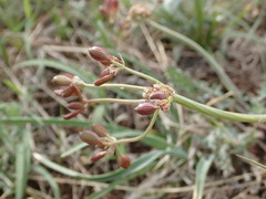 Lomatium orientale