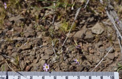 Leptosiphon bolanderi