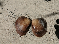 Megapitaria squalida