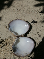 Megapitaria squalida