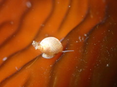 Phasianellidae