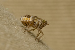 Dicranotropis hamata