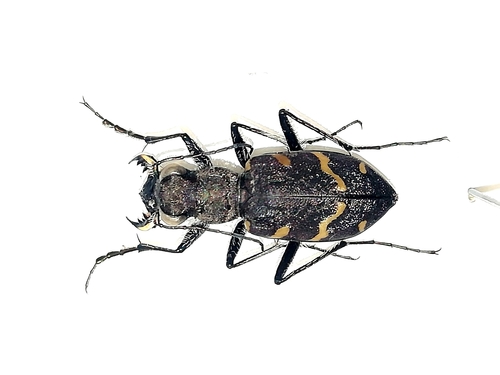 Wood Tiger Beetle