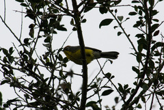 Myioborus brunniceps