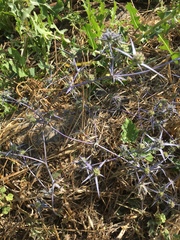 Eryngium creticum