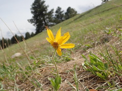 Arnica fulgens