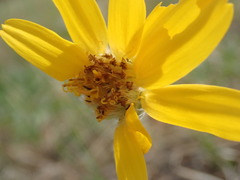 Arnica fulgens