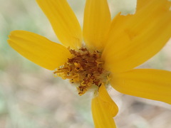 Arnica fulgens