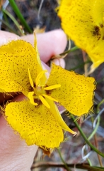 Calochortus weedii