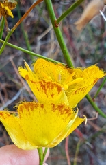 Calochortus weedii